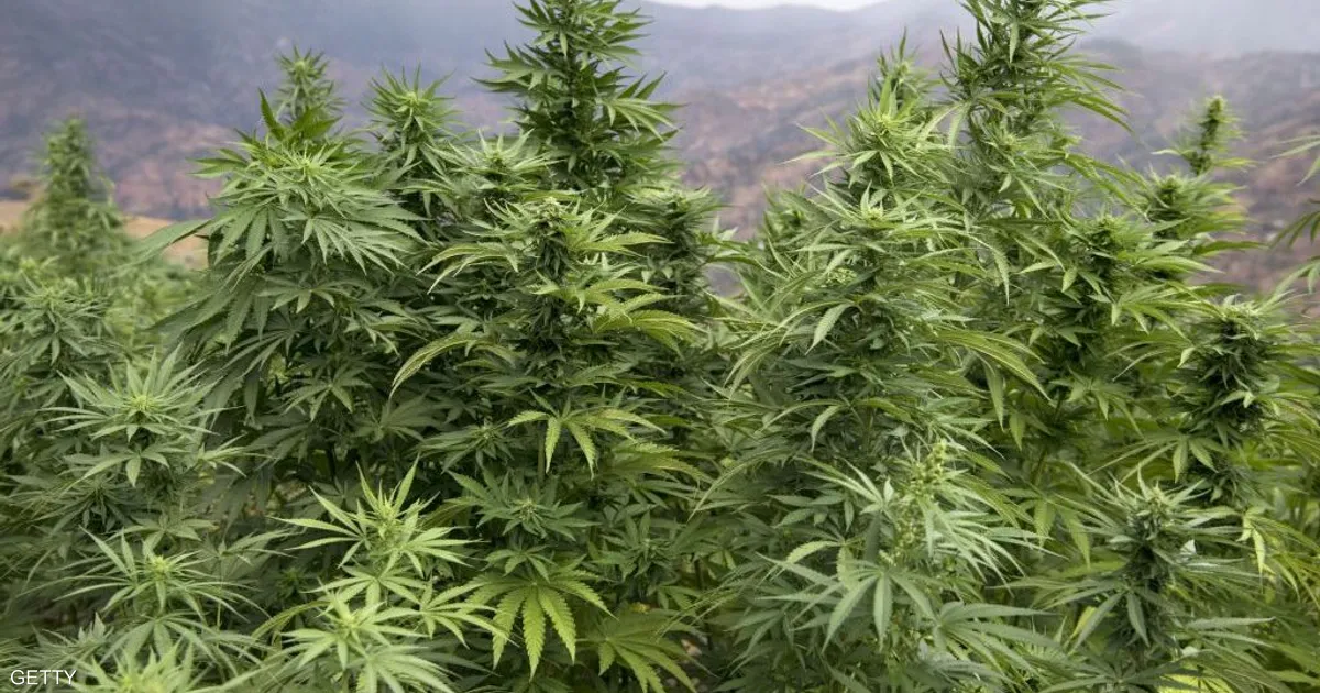 ارتفاع قياسي في زراعة القنب الهندي في المغرب وسحب 111 رخصة لعدم الالتزام بالضوابط