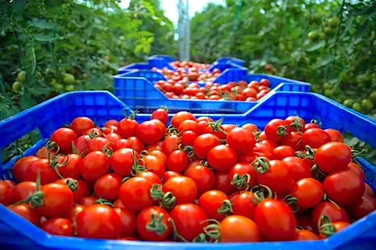 المغرب يتبوأ المركز الثالث عالمياً بين كبار مصدري الطماطم ويعزز مكانته الفلاحية