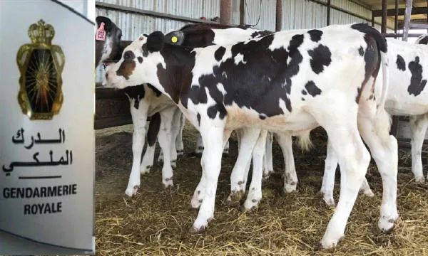 الجديدة: سرقة بقرتين من مسنة بدوار العيايشة تعيد “الفراقشية” إلى واجهة القلق بالقرى المجاورة