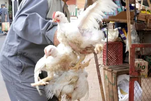 تراجع أسعار الدجاج يعيد التوازن إلى الأسواق المغربية