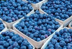 المغرب يعزز مكانته عالميًا كمصدر رئيسي للتوت الأزرق