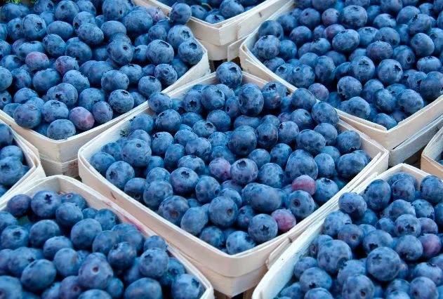 المغرب يعزز مكانته عالميًا كمصدر رئيسي للتوت الأزرق