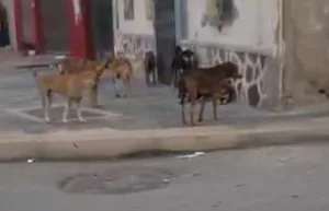 بالفيديو :    الناظور … مدينة تنهشها وتستوطنها الكلاب الضالة ومسؤولوها يلوذون بالفرار !