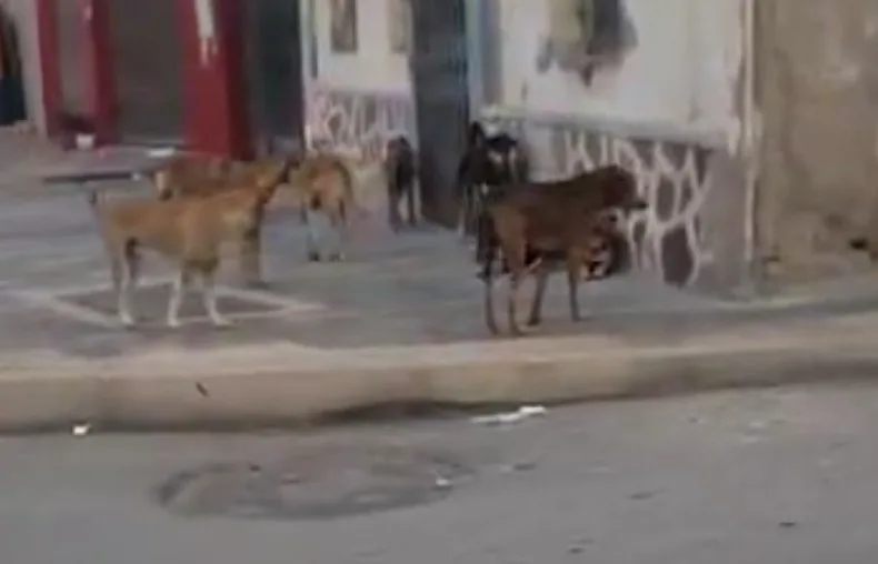 بالفيديو :    الناظور … مدينة تنهشها وتستوطنها الكلاب الضالة ومسؤولوها يلوذون بالفرار !