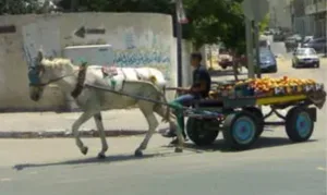 منظمة دولية تدق ناقوس الخطر حول حقوق الحمير والبغال في المغرب