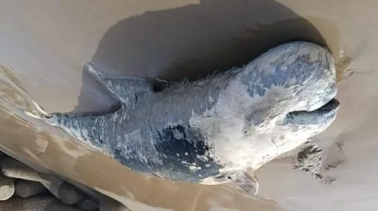 نفوق حوت ضخم بشاطئ السعيدية يثير قلقاً بيئياً