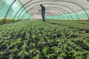 إنتاج قياسي للقنب الهندي القانوني بالمغرب مع نجاح موسم صنف “البلدية”
