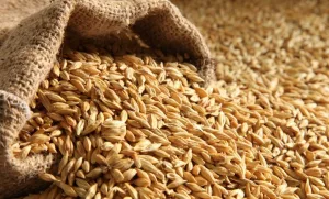ارتفاع واردات المغرب من القمح الفرنسي وتوقعات بموسم غني بالاحتياجات الاستراتيجية