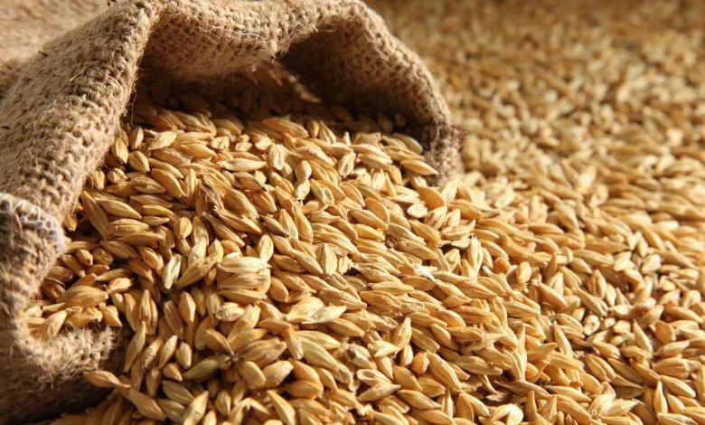 ارتفاع واردات المغرب من القمح الفرنسي وتوقعات بموسم غني بالاحتياجات الاستراتيجية