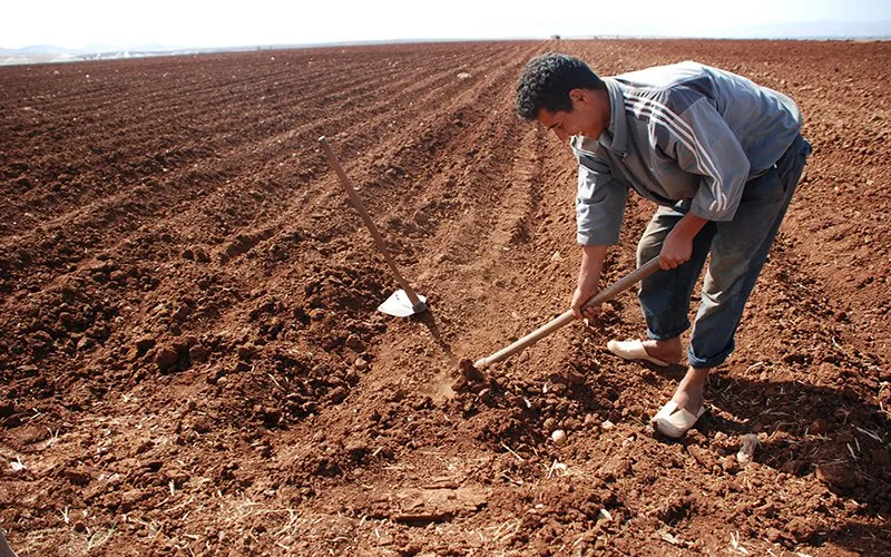 الفاو تسلّط الضوء على المغرب والإكوادور كنماذج لإدارة مستدامة للتربة
