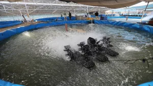 المغرب يتقدم بثبات نحو ريادة الاستزراع المائي بدعم دولي واستثمارات واعدة