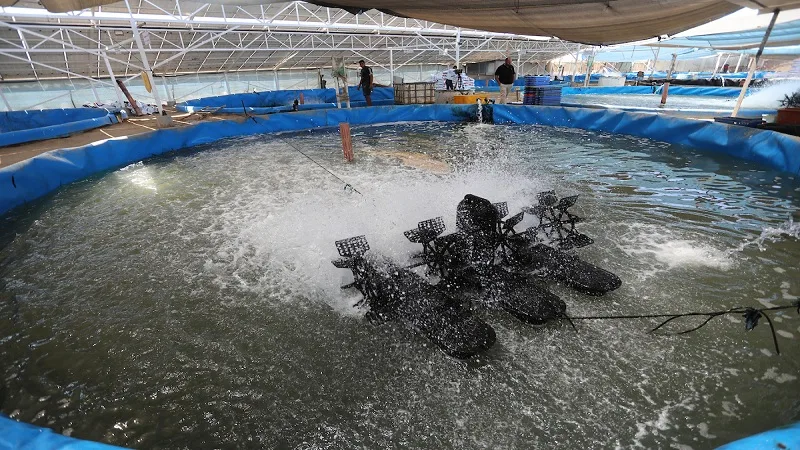 المغرب يتقدم بثبات نحو ريادة الاستزراع المائي بدعم دولي واستثمارات واعدة
