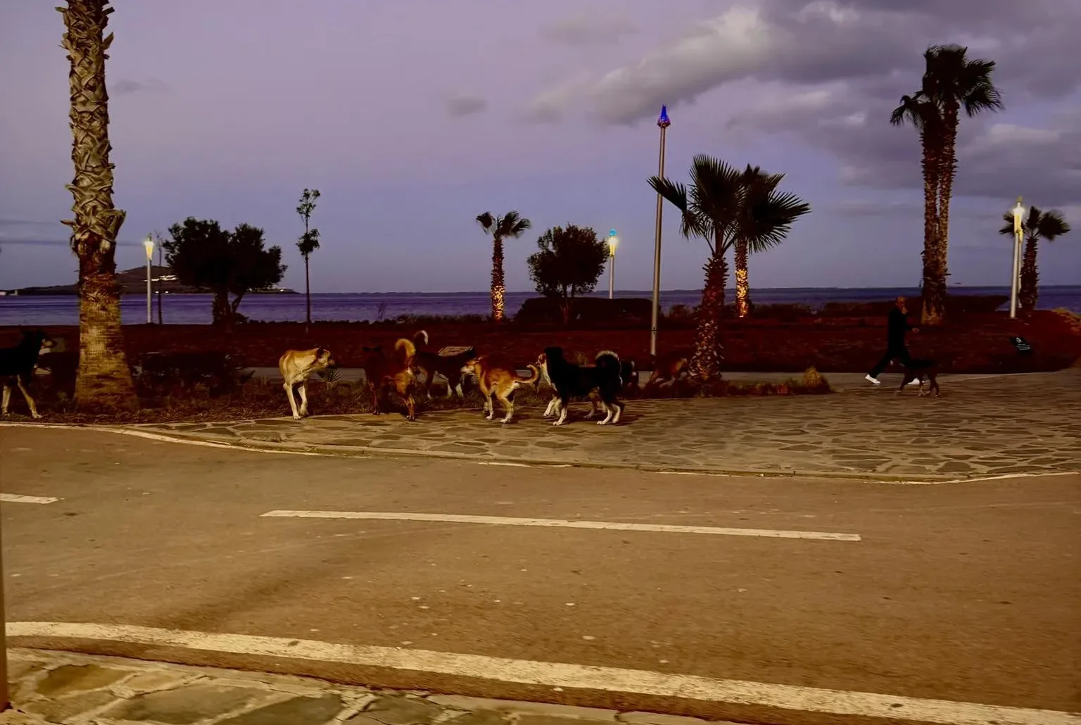 الناظور تحت ضغط الكلاب الضالة وسط مطالب بتدخل فعلي يعيد الأمن الصحي للشوارع