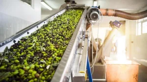 الحفاظ على جودة المياه يشعل حملات توعية حول مخلفات عصر الزيتون بالشمال