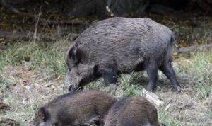 ورزازات: تنامي مخاوف السكان بسبب انتشار الخنزير البري وتهديده للمحاصيل