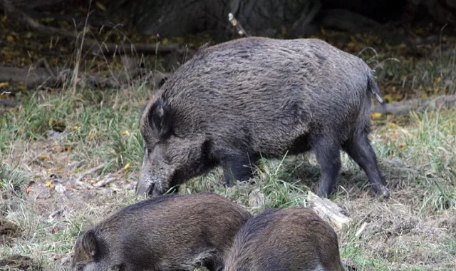 ورزازات: تنامي مخاوف السكان بسبب انتشار الخنزير البري وتهديده للمحاصيل