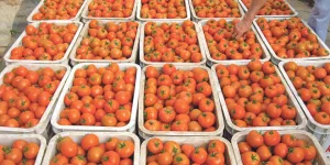 اختلالات مشاريع الدعم الفلاحي في طاطا تثير علامات استفهام كبيرة