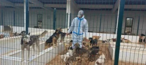 وزارة الداخلية تخصص 117 مليون درهم لتعزيز الأمن الصحي ومكافحة الحيوانات الضالة وداء السعار