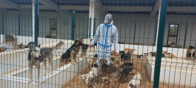 وزارة الداخلية تخصص 117 مليون درهم لتعزيز الأمن الصحي ومكافحة الحيوانات الضالة وداء السعار