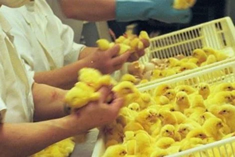 مربو الدجاج يطالبون بإعفاءات ضريبية لإنقاذ قطاع الدواجن من ارتفاع التكاليف