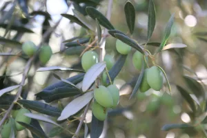 “المثمر” يحوّل ضيعات الزيتون بسيدي بدهاز إلى نموذج للزراعة العصرية المستدامة