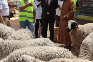 نائب برلماني ينتقد سياسة إعادة تشكيل القطيع الوطني ويطالب بإصلاح الدعم الزراعي