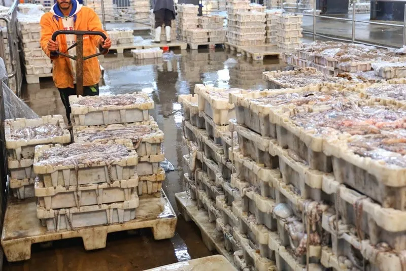 تراجع ملموس في كميات ومداخيل الصيد الساحلي بميناء الناظور