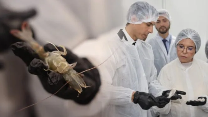 مشروع ثوري لتربية الروبيان في منطقة داخلية وشبه جافة بالمغرب