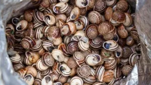 فرنسا على وقع سرقة غريبة :       سرقة حلزونات فاخرة بقيمة 100 ألف دولار