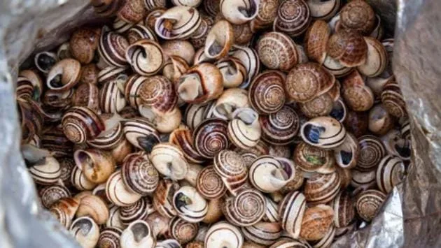 فرنسا على وقع سرقة غريبة :       سرقة حلزونات فاخرة بقيمة 100 ألف دولار