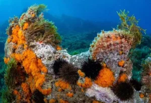 بين المغرب وإسبانيا … العثور على كنز ثمين في بحر البوران “أكبر تجمعات المرجان البرتقالي”