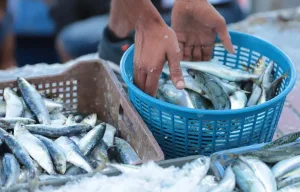 تباين أسعار السردين في الأسواق المغربية يثير ترقب المستهلكين