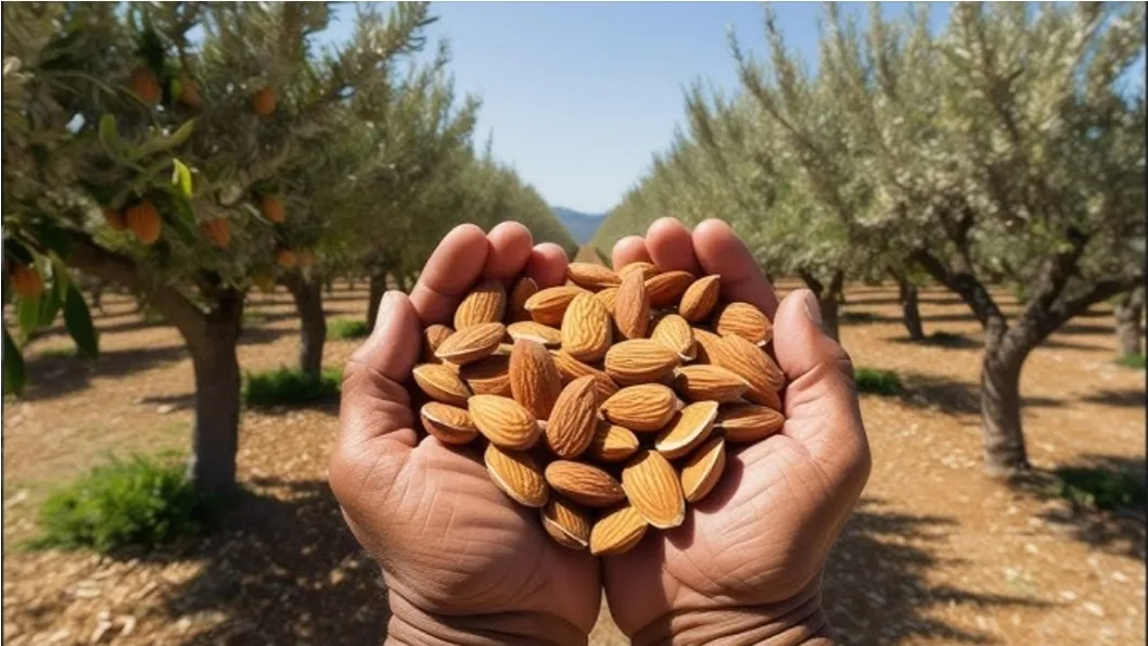 تازة :     مهرجان اللوز بجماعة أكنول يعود إلى نشاطه بعد غياب طويل