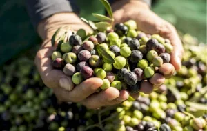 الناظور :      فضيحة “الذهب الأخضر” … مطاحن الزيتون تسمم الزيت وتضرب جودة المنتوج في الصفر !