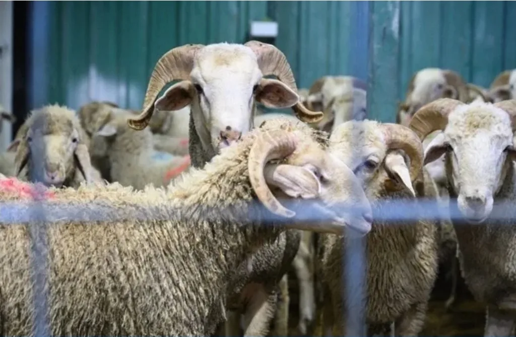 ارتفاع القطيع الوطني في 2025 بفضل إجراءات حماية الإناث وإلغاء الذبح بالعيد