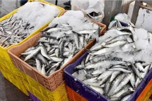 سابقة غريبة :    السردين يهاجر من سواحل الحسيمة