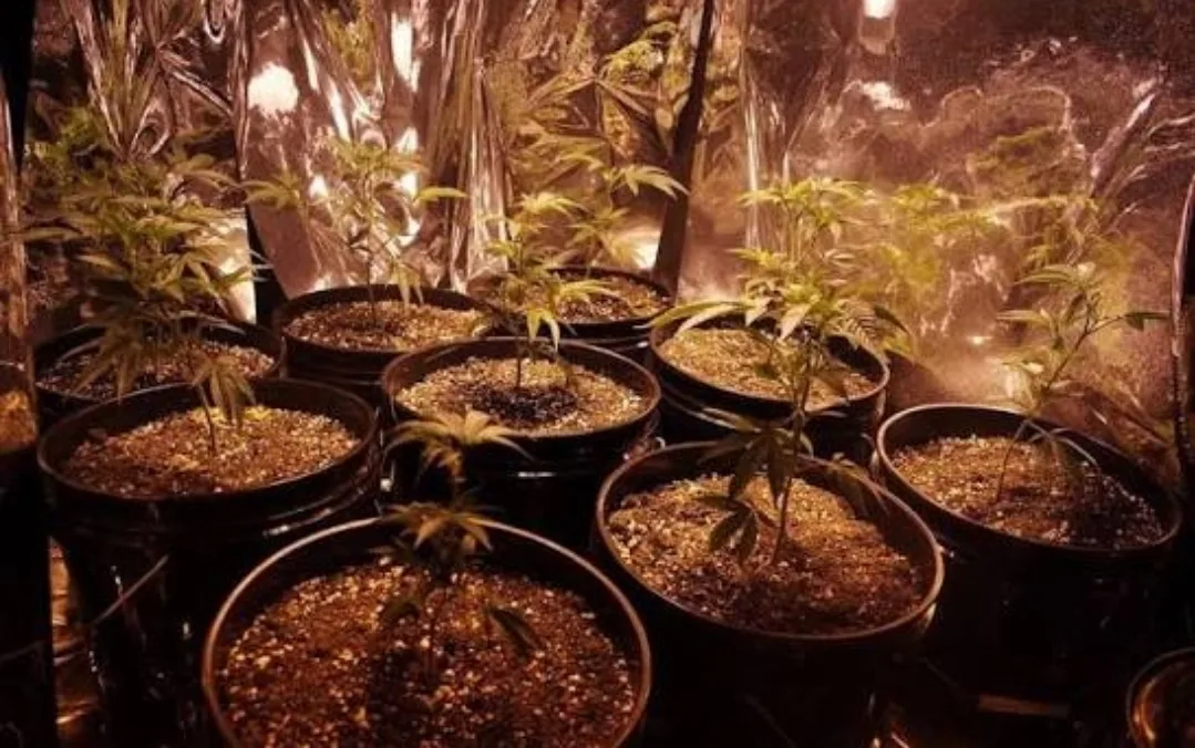 فضيحة تهز إسبانيا … مزرعة مخدرات داخل منزل رئيس بلدية “فيّار ديل أومو”