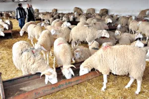 بايتاس يعلن أرقاماً فلكية للمستفيدين من دعم الماشية … ومهنيون يشككون في صحتها !