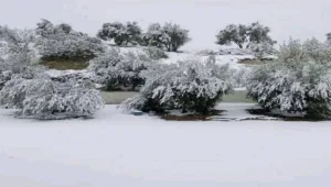 إفران تكتسي حلة بيضاء بفضل الثلوج