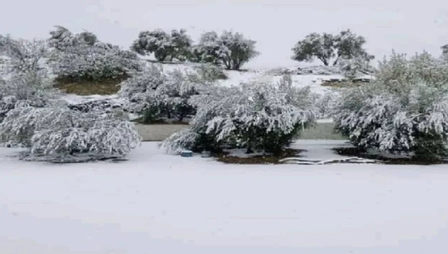 إفران تكتسي حلة بيضاء بفضل الثلوج