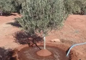 الحسيمة :      فضيحة بئر بجماعة أربعاء تاوريرت … مشروع عمومي يقام على أرض نائب الرئيس لسقي فلاحته يثير غضب الساكنة