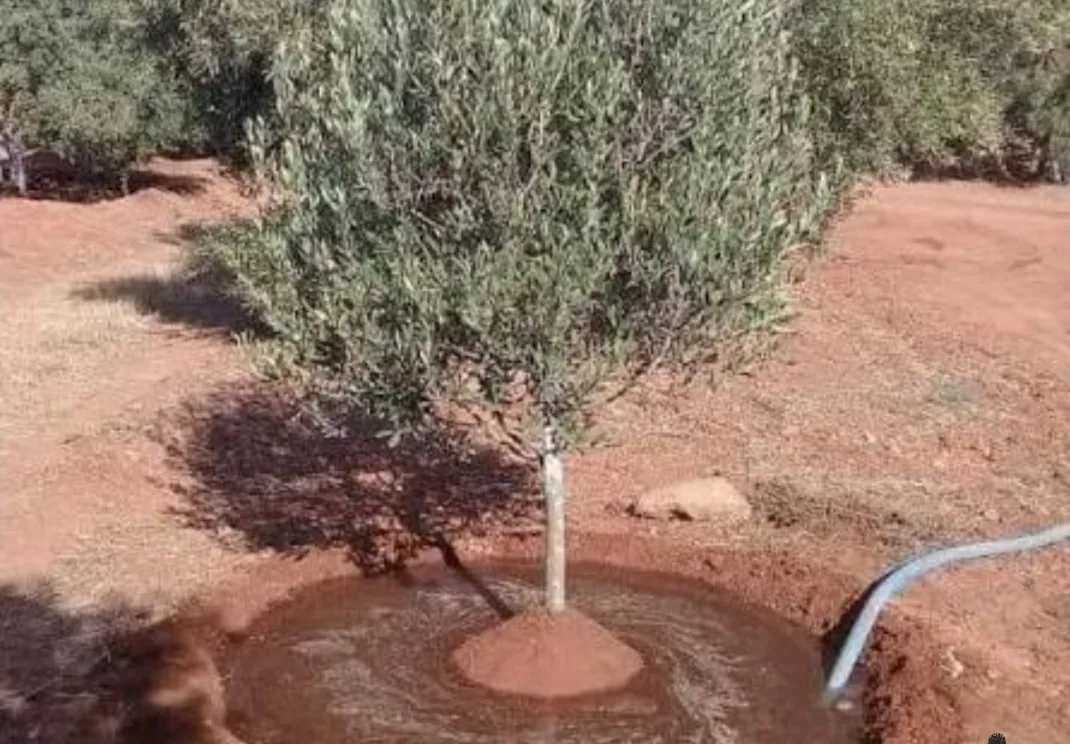 الحسيمة :      فضيحة بئر بجماعة أربعاء تاوريرت … مشروع عمومي يقام على أرض نائب الرئيس لسقي فلاحته يثير غضب الساكنة