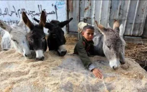 غريب ؛    ألمانيا تمنح اللجوء الإنساني لثمانية حمير من غزة … وتترك أطفالها تحت النار !!