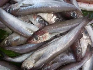 الحسيمة .. المكتب الوطني للصيد يعلن إجراءات تنظيمية صارمة لتسويق “البكالاو”