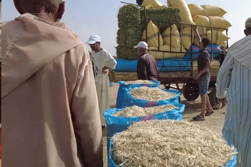 ارتفاع أسعار النخالة يربك الكسّابة ويبدد أثر الدعم الحكومي