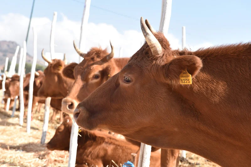 المستوردون يتوقعون تجاوز الحصة الحكومية لاستيراد الأبقار قبل نهاية 2025