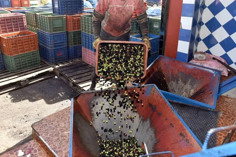 تراجع لافت في أسعار زيت الزيتون ومخاوف من تنامي الغش