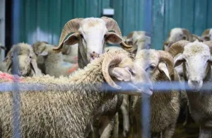 ارتفاع القطيع الوطني في 2025 بفضل إجراءات حماية الإناث وإلغاء الذبح بالعيد