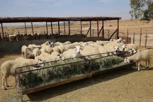 ضغوط مهنية لمواجهة ارتفاع أثمان الأعلاف بعد صرف الدعم المباشر للكسابة