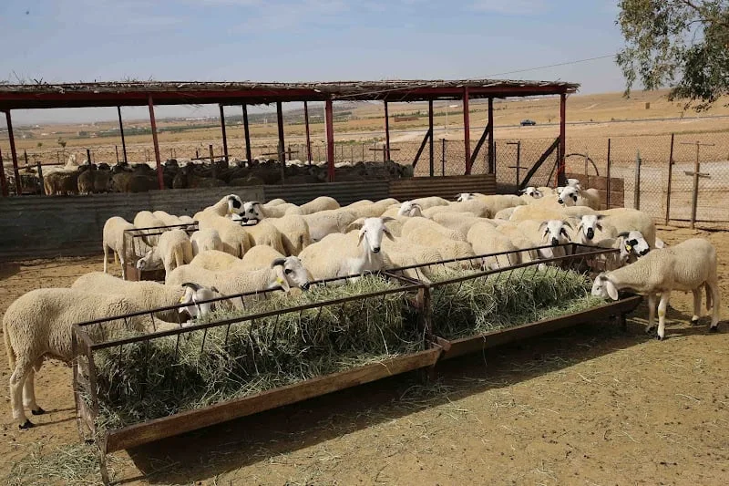 ضغوط مهنية لمواجهة ارتفاع أثمان الأعلاف بعد صرف الدعم المباشر للكسابة